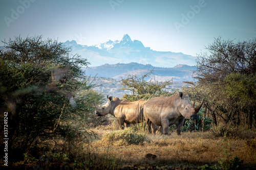 Photographie white rhino in the wild, mount kenya in the background
