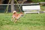 Fototapeta Psy - ドッグランで遊ぶ柴犬
