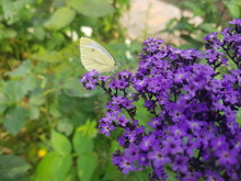 A Cabbage Butterfly Sits On Purple Flowers