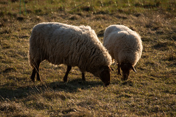 sheep grazing at sunset