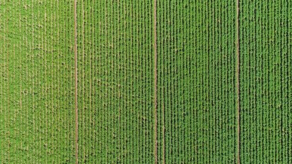 Green trees growing in field in rows
