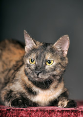 Wall Mural - beautiful tortoise cat in studio on gray