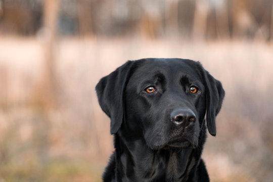 Schwarzer Labrador-Retriever auf einem orangen Hintergrund.