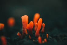 Closeup Shot Of Orange Fungi With Blurred Background