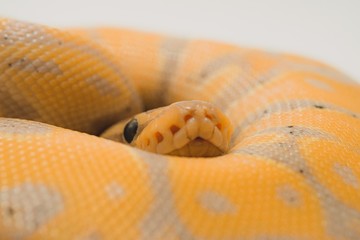 Sticker - Beautiful banana ball python on a white background