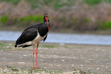 Wall Mural - Black stork / Schwarzstorch (Ciconia nigra)