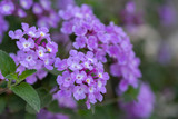 Fototapeta Zwierzęta - Lantana camara is a species of flowering plant within the verbena family