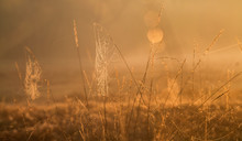 Spider Webs With Dew In The Golden Hour With Bokeh Blurred Background