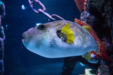 Wall Mural - Tropical fish in the aquarium