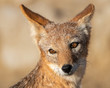 young jackal face portrait 
