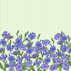 Wall Mural - Pattern with Realistic Botanical color sketch of chicory flowers, isolated on yellow background, floral herbs collection. Horizontal seamless border Medicine plant.