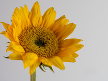 Yellow Sunflower Bloom Up Close In Macro Photography Shot On A White Background.  Beautiful Nature.