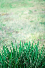 Green plant on grass