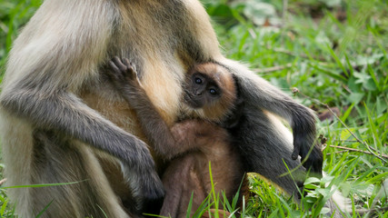 mother and child monkey in the jungle 