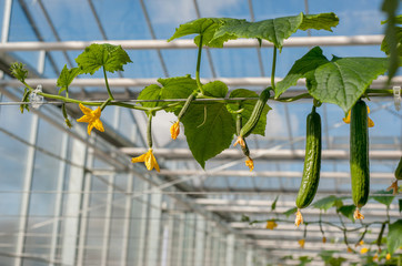 Wall Mural - Young cucumber plant with leaves and flowers and buds are growing in greenhouse.