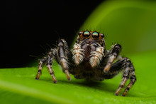 Jumping Spider On A Green Leaf