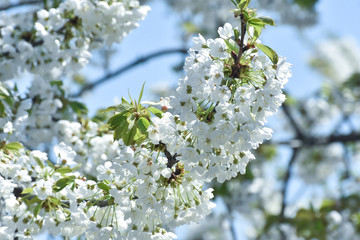 Wall Mural - Beautiful spring cherry blossom. Sweet cherry in full blossom in spring. Spring background