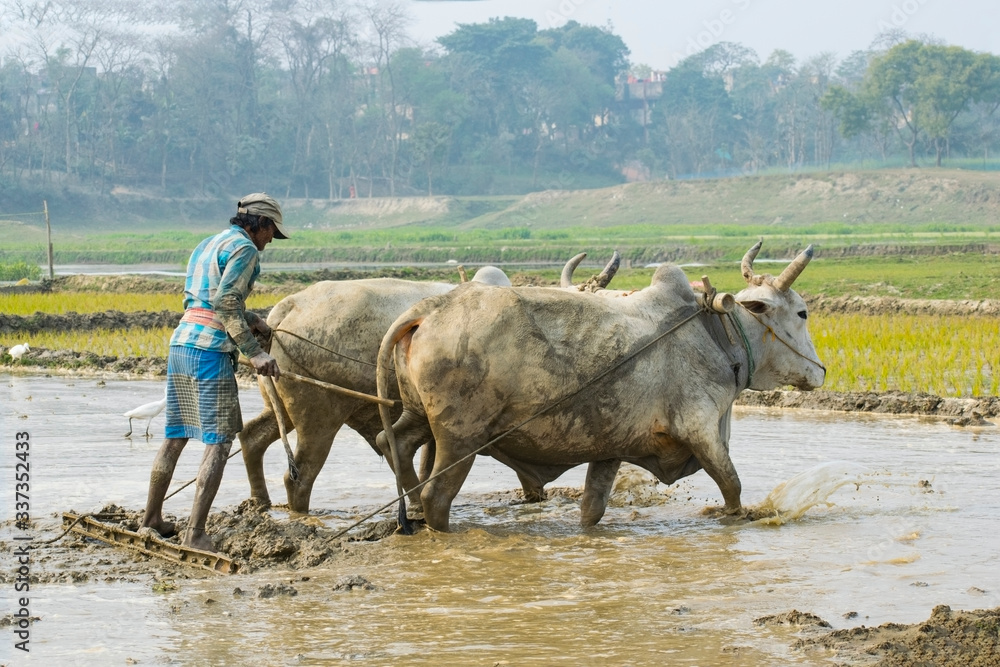 A indian farmer farming or cultivating his field with two white cows in ...