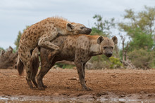 Spotted Hyena Mating