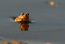 Frog In The Pond With Reflection