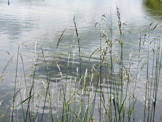 Canvas Print - reeds in the lake