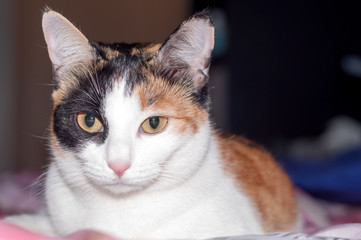 portrait of a Young Tricolor cat looking at the camera. beautiful yellow eyes.