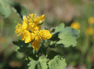 Wall Mural - Celandine plant with yellow flowers and green leaves in the forest. Chelidonium majus or greater celandine or tetterwort or swallowwort or nipplewort yellow wild bloom. Medicinal plant.