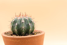 Melocactus In Pastel Wallpaper, Plant In Pot On Wallpaper 