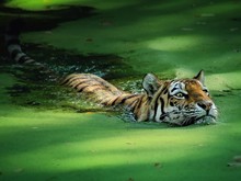 Tiger Swimming In Duckweed Covered Lake