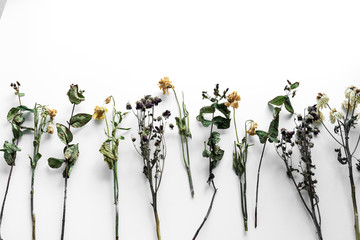 Wall Mural - Bouquet of wilted flowers on a white background