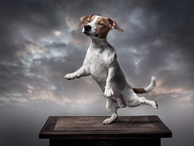 A Dog, Jack Russell Terrier, Stands On One Back Leg, Stretches Its Front And Back Legs, Tail Is Raised Up, Eyes Closed. Background - Grey Clouds.