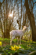 Weißer Hirsch steht im Frühling bei Abendsonne in idyllischem Laubwald mit blühendem Schabockskraut