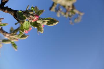 Wall Mural - Apfelblüte unter blauem Himmel