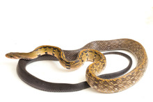Coelognathus Flavolineatus, The Black Copper Rat Snake Or Yellow Striped Snake, Is A Species Of Colubrid Snake Found In Southeast Asia. Isolated On White Background