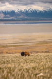Fototapeta Sawanna - A lone buffalo laying in a grassy meadow