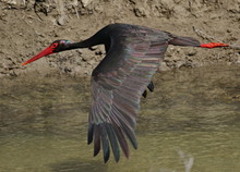Black Stork In Flight (Ciconia Nigra)