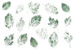 Watercolor hand made green leaves stamps. Set of botanical textured  leaves isolated on white background. Good for wrapping paper, pattern elements, summer design etc.