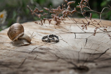 Tin Snail And Wedding Rings On A Wooden Surface