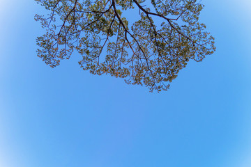 Wall Mural - The background tree blue sky, tree top against blue sky on a sunset bright.