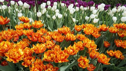 Poster - natural and colorful flowers from asia