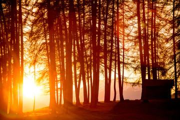 Small wood and a little hut during sunset in Tyrol