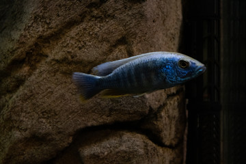 Wall Mural - one large blue fish in an aquarium on a dark background with selective focus