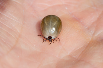 large fully engorged tick walking on human hand macro frontal shot