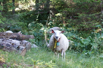 Sheeps of Norway