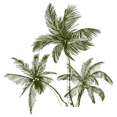 Green tropical palm trees.