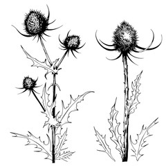 Wall Mural - Sketchy thistle plants.