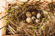 © Natalia_Inspired - Easter composition. Cute painted quail easter eggs lie in a box on a hay on wooden table. Greeting card concept.