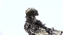 Colored Crested Decorative Hen, Fluffy Funny Fancy Feather Head At White Background In Studio. Slow Motion. Close Up