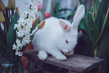 Wall Mural - little white rabbit