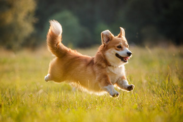 corgi dog pembroke welsh corgi running outdoor in summer park